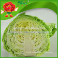 Chinese organic vegetable Fresh green cabbage from new crop